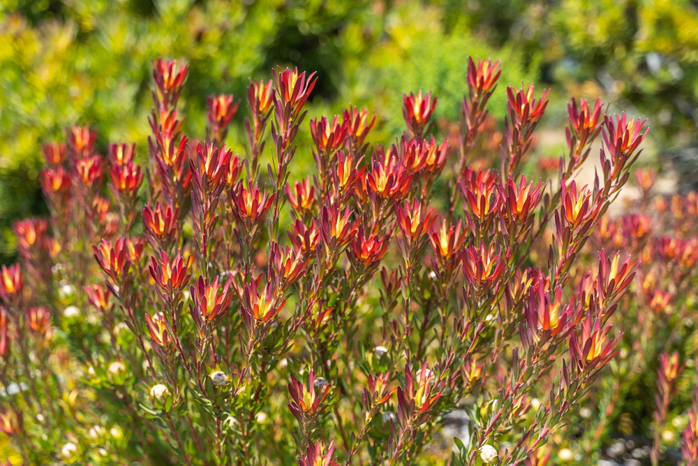 In a garden, a 6" pot of Leucadendron 'Oriental Blush' showcases a dense cluster of red and yellow blooms with slender stems and lush green foliage.