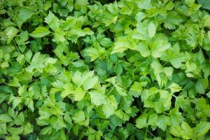 Close-up of Parcel 'Wild Celery' in full bloom, showcasing fresh green parsley-like leaves outdoors.