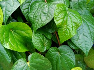 Close-up of lush, green leaves with prominent veins and a glossy surface, densely clustered together.
