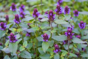 Close-up of purple flowers with green leaves in a garden setting, showing several blooming stalks scattered among lush foliage.