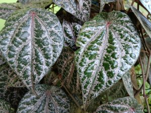 A close-up of vibrant green leaves, similar to the Piper Crocatum 'Red Betel Leaf' Vine in a 5" pot, showcases heart-shaped foliage with striking white veins that enhance this captivating vine's beauty.