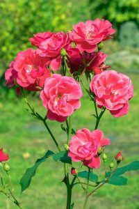 'Garden Friend' Rose Bush flourishes brilliantly with lush pink petals and vibrant green foliage, elegantly placed against a soft-focus garden setting.
