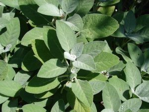 Close-up of dense, lush green Sage 'Berggarten' leaves with soft, textured surfaces in natural light.