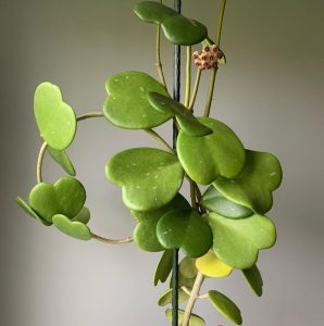 The Hoya 'Kerrii' in a 5" pot hanging basket displays heart-shaped green leaves and a small cluster of pink buds cascading gracefully from its slender vine.