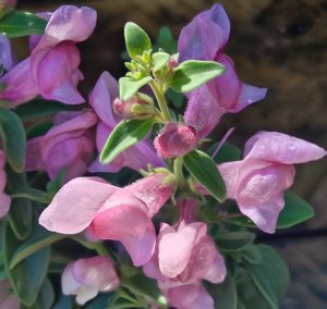 Close-up of pink flowers with green leaves, covered in water droplets.