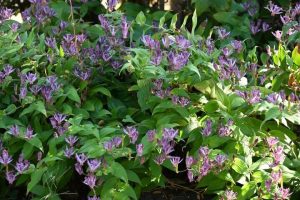 A dense cluster of green leafy plants with numerous small purple flowers, like those of Tricyrtis 'Blue Toad Lily' in a 13cm Pot, flowering throughout.