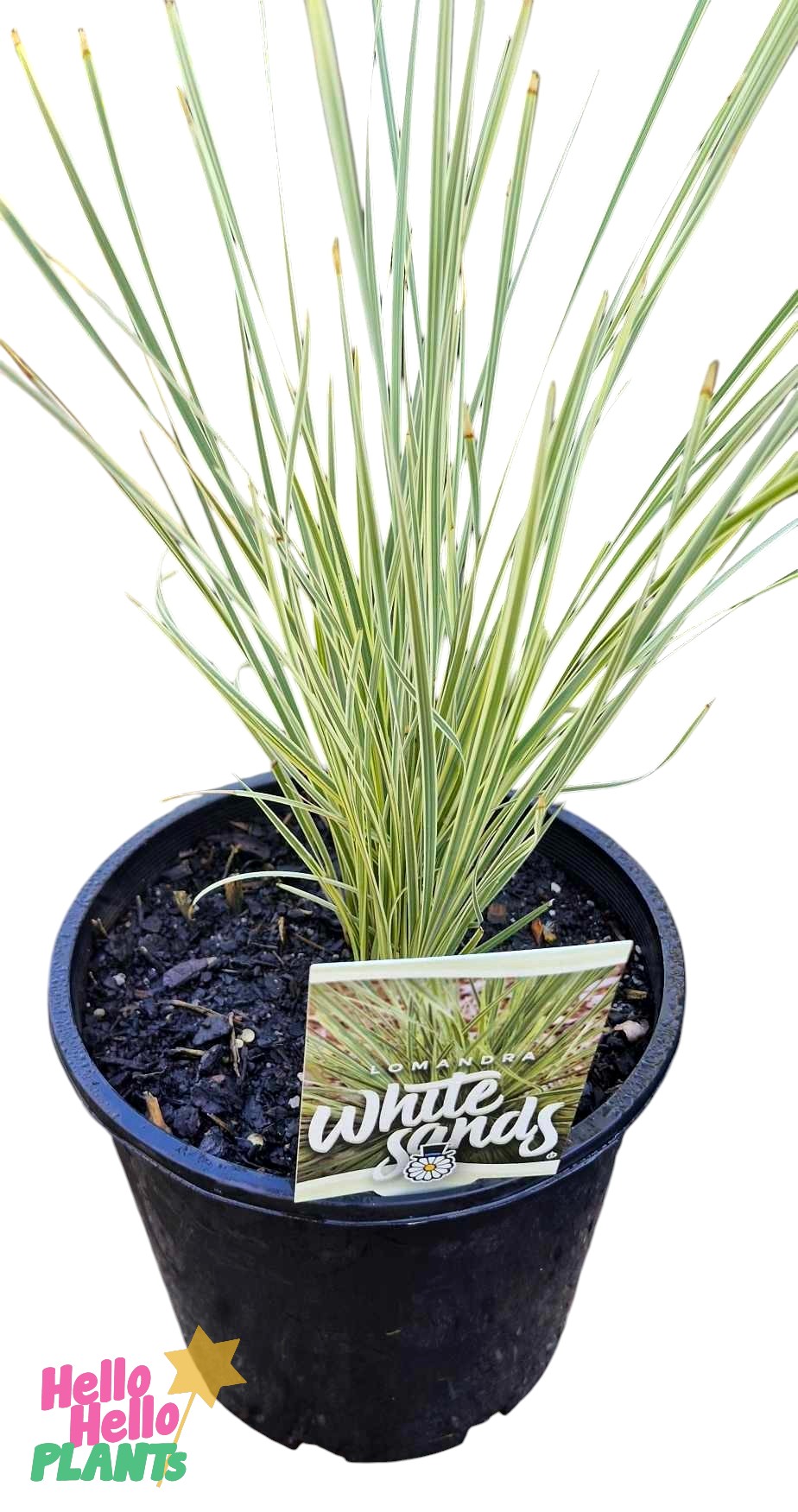 A potted plant labeled "Lomandra 'White Sands' PBR 6" Pot" features long, slender green and white leaves. The sleek black pot displays "Hello Hello Plants.