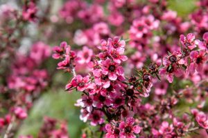 Leptospermum ‘Wiri Adrienne’ 6” Pot, showcasing clusters of vibrant pink blooms and lush green foliage.