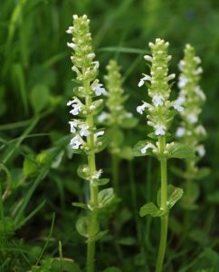 Close-up of three Ajuga 'White Elf' flower spikes with small white blossoms, growing among grass and leaves. Ideal for outdoor planting. Available in a 4" pot as Ajuga 'White Elf' 4" Pot.