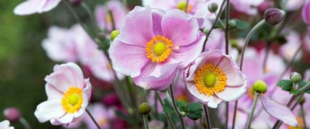 A close-up of pink flowers with yellow centers and lush green foliage illuminates the garden, offering a solution to common garden design problems.