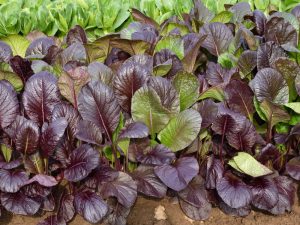 Brassica 'Komatsuna Red' Japanese Spinach, available in a 4'' pot, grows with vibrant leafy purple and green foliage in garden soil.