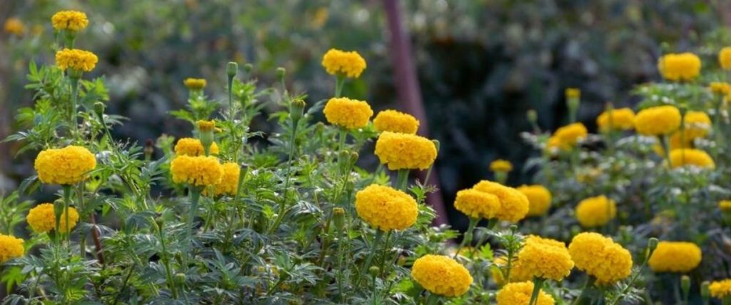 Yellow marigold flowers with green leaves brighten up the garden, overcoming common garden design problems to create a harmonious setting.