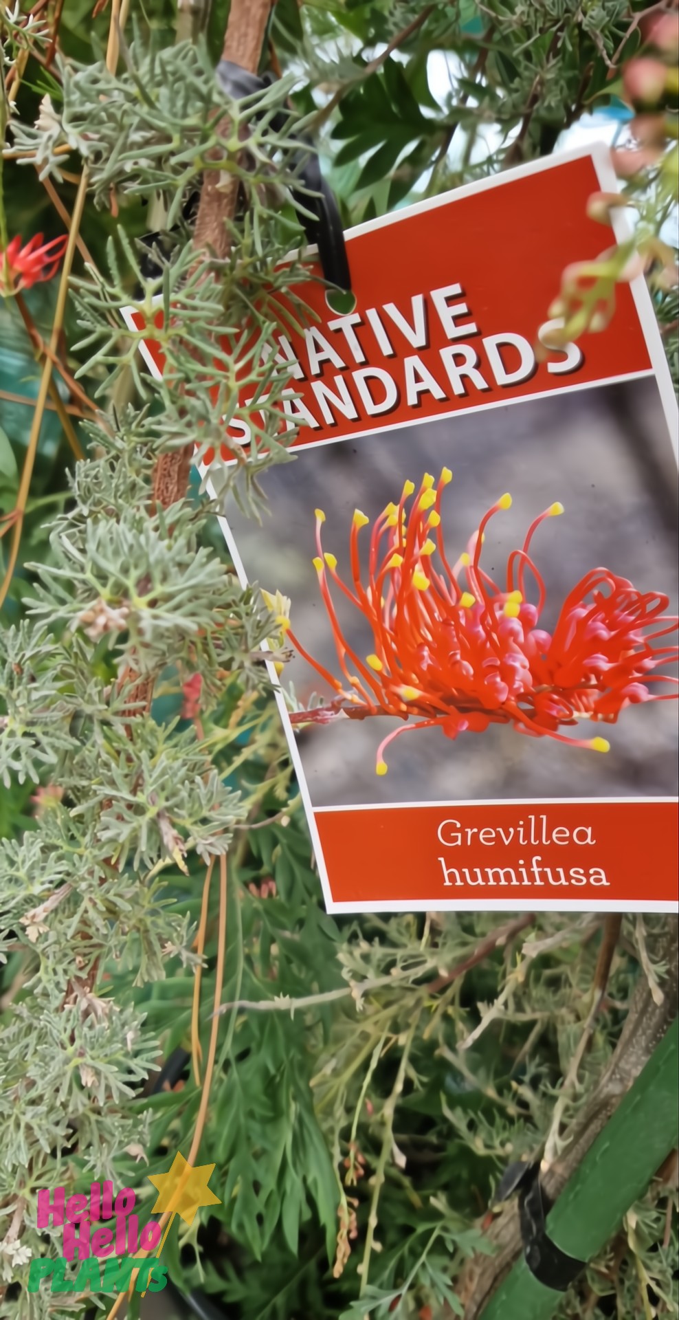 A “Native Standards” plant tag with a photo and the name "Grevillea humifusa" is attached to Grevillea 'Spreading grevillea' Standard in a 12" pot, highlighting its fine green foliage.
