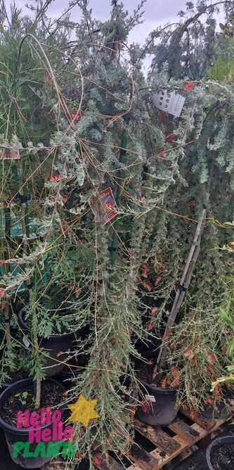 Grevillea 'Spreading grevillea' Standard in 12" pots with tags is displayed on a wooden pallet at a plant nursery.