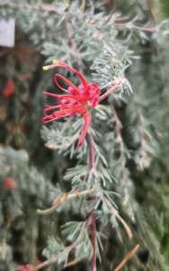A close-up of Grevillea 'Spreading grevillea' Standard in a 12" pot, featuring small red flowers with thin, curved petals on a lush green stem.