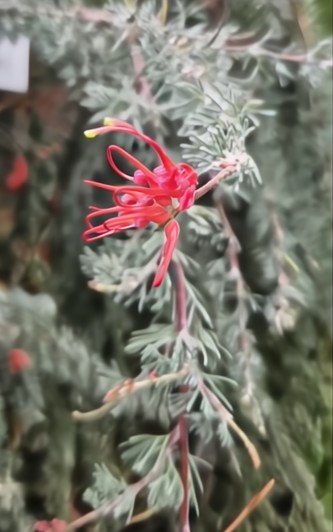 A close-up of Grevillea 'Spreading grevillea' Standard in a 12" pot, featuring small red flowers with thin, curved petals on a lush green stem.