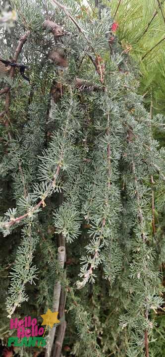 Close-up of Grevillea 'Spreading grevillea' in a Standard 12" Pot, featuring slender, drooping branches and needle-like, silvery-green foliage.