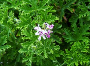 Green, deeply lobed leaves surround small clusters of pale pink and purple flowers on a citronella plant.
