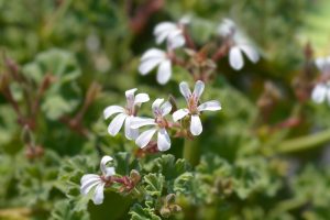 Close-up of white, five-petaled Geranium ‘Apple Cider’ Pelargonium flowers with pink markings and ruffled green leaves, grown in a 4” pot.