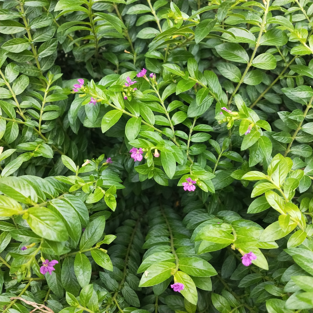 Cuphea hyssopifolia ‘Allyson’ 6" Pot has green foliage and small purple blooms, ideal for brightening up your space.