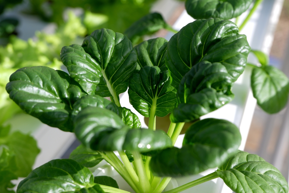 Close-up of a healthy, green leafy vegetable plant growing in a hydroponic system with sunlight shining on the leaves.
