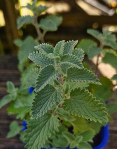 Close-up of Nepeta 'Dropmore' in a 4" pot with serrated mint green leaves in focus. The blurred background highlights its vibrant hue, adding subtle charm to the scene.