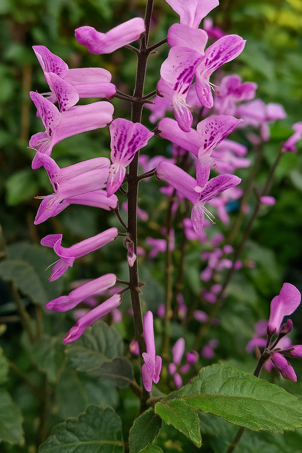 Close-up of Plectranthus ‘Mona Lavender’ Pink in an 8″ pot, featuring tall stems with clusters of tubular purple-pink flowers and lush green leaves against a softly blurred background.