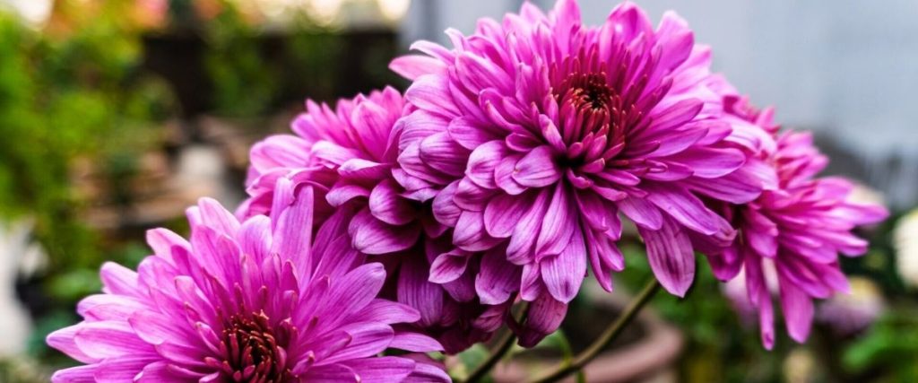 Close-up of vibrant pink chrysanthemums with layered petals, showcasing a solution to common garden design problems in a lush setting.