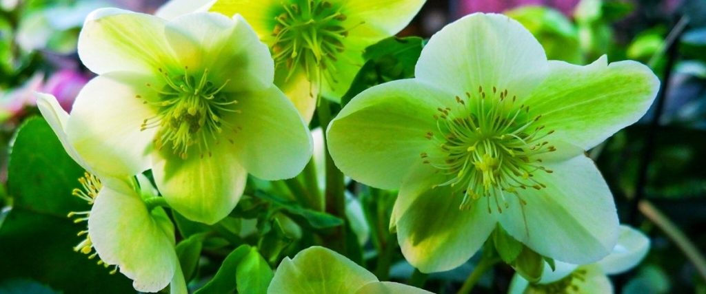 Close-up of pale green hellebore flowers with prominent stamens, surrounded by green leaves in natural light, offering inspiration for garden design solutions.