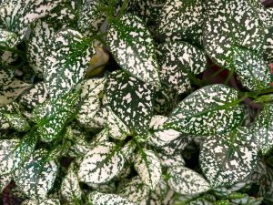 Close-up of Hypoestes 'White' in a 5" pot, displaying dense foliage with varied leaf sizes and striking white speckles.