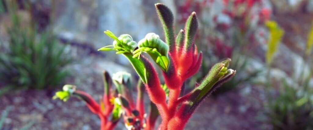 Close-up of a red and green Kangaroo Paw plant, gracefully contrasting against a blurred backdrop of greenery and rocks, showcasing nature's solution to garden design problems.