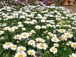 A cluster of Argyranthemum 'Summit White' Federation Daisy® blooms with yellow centers brightens the garden, with other flowers and pots in the background.