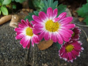 Three Argyranthemum 'Crystal' Marguerite Daisies in 6" pots with yellow centers bloom outdoors, surrounded by green foliage and brown fallen leaves.