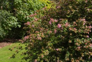 An Abelia 'Raspberry Profusion' 6" Pot features small pink flowers, adding vibrant color alongside green grass and leafy plants in the garden.