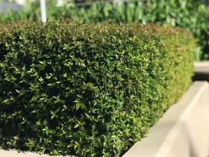 A neatly trimmed green hedge bordered by a beige concrete structure, with more greenery visible in the background.