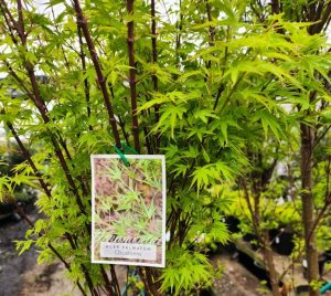 Close-up of a potted Acer palmatum 'Okushimo' tree with its green serrated leaves, displayed beside Heuchera 'Eye Spy' Coral Bells 15cm Pot—Growers Flash Sale!—in an outdoor nursery setting.