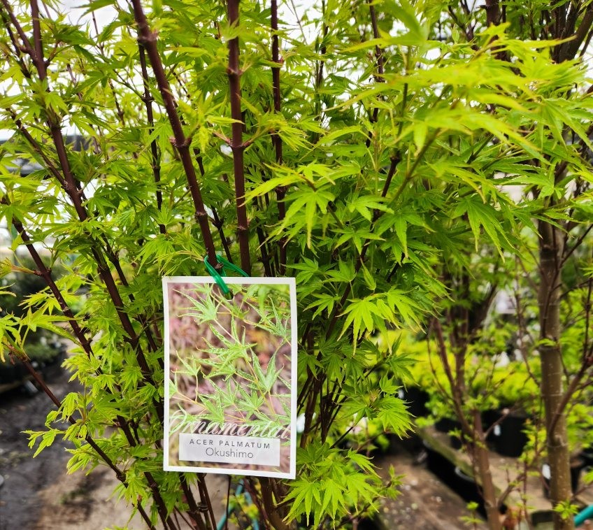 Close-up of a potted Acer palmatum 'Okushimo' tree with its green serrated leaves, displayed beside Heuchera 'Eye Spy' Coral Bells 15cm Pot—Growers Flash Sale!—in an outdoor nursery setting.