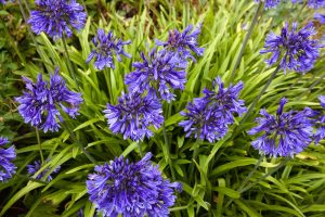 Clusters of purple flowers with slender petals and green strap-like leaves growing densely in a garden setting.