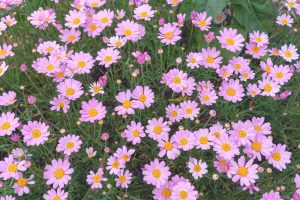 A dense cluster of Argyranthemum 'Summit White' Federation Daisy® blooms with yellow centers, surrounded by lush green foliage, comes in a 6" pot.