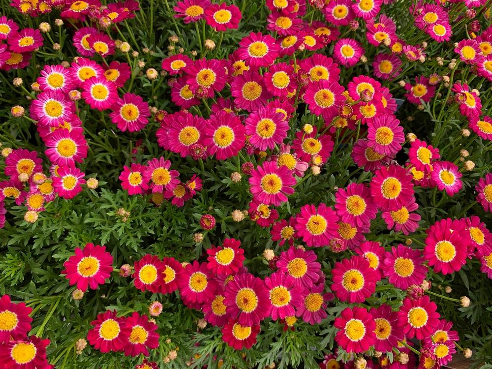 The image features vibrant Argyranthemum 'Summit Pink' Federation Daisies® with yellow centers and lush green foliage.