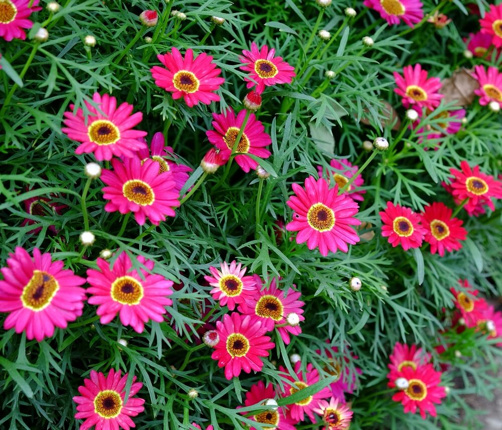 The Argyranthemum 'Summit Red' Federation Daisy® 6" Pot features vibrant pink blooms with yellow centres, set against feathery green foliage.
