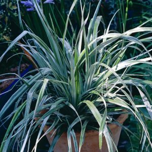 The Astelia 'Silver Shadow' in a sleek 6" pot features long, narrow green leaves with striking white stripes, creating an elegant touch when placed outdoors among other greenery.