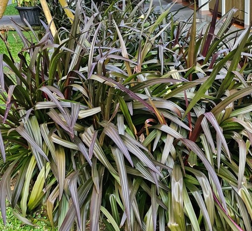 A dense cluster of long, narrow, dark green and purple leaves in a garden setting.