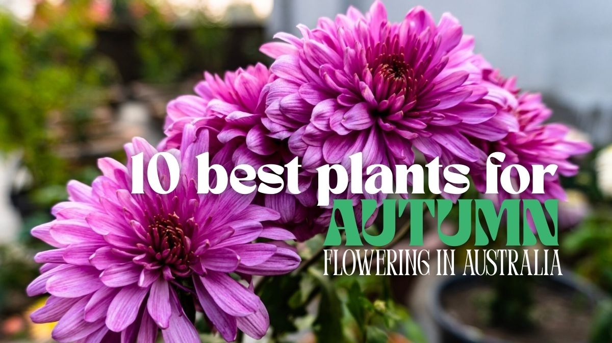Pink chrysanthemums with text overlay: "10 best plants for Autumn flowering in Australia." Perfect for solving garden design problems with vibrant colors and seasonal blooms.