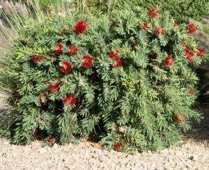 A Callistemon 'Little John' (Copy) thrives on a gravel surface, featuring green leaves and clusters of red, feathery flowers, surrounded by other greenery.