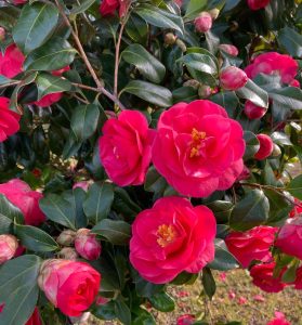 Camellia sasanqua 'Paradise® Olivia' (Copy) displays bright pink flowers and buds with glossy green leaves, photographed outdoors in natural light.