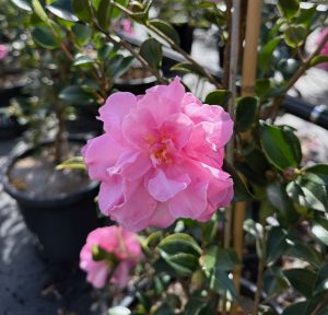 A pink camellia bloom with delicate petals is in focus, surrounded by green leaves and other plants in pots in the background.