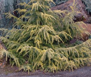 The Cedrus 'Golden Cascade' 16" Pot features a coniferous tree with long, horizontal branches and green needles—ideal for display near rocks and soil.