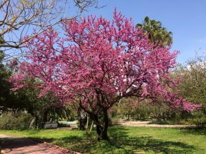 A tree with bright pink blossoms stands in a grassy park area under a clear blue sky, surrounded by other green trees and a paved walkway.