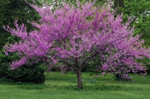 A tree with spreading branches covered in bright pink blossoms stands in a grassy area with green foliage in the background.
